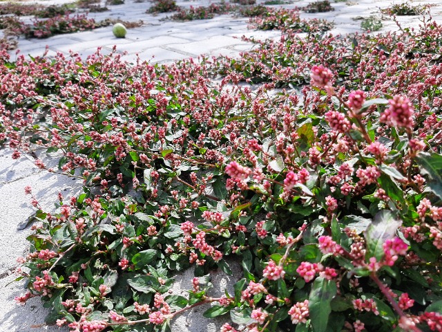 Polygonum persicaria