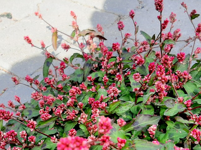 Polygonum persicaria