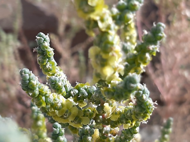 Halothamnus glaucus