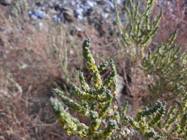 Halothamnus glaucus