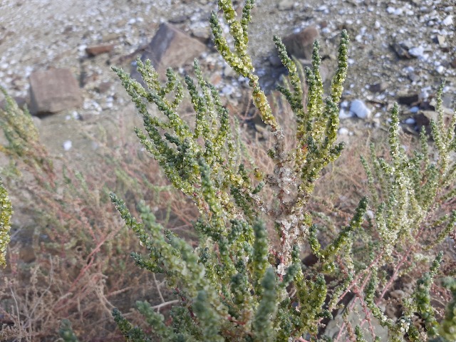 Halothamnus glaucus