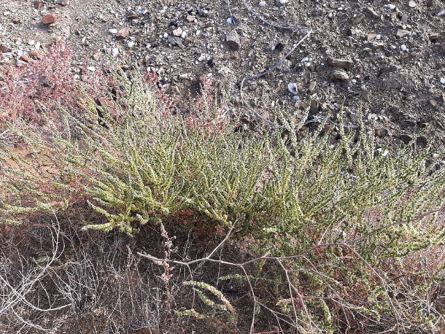 Halothamnus glaucus