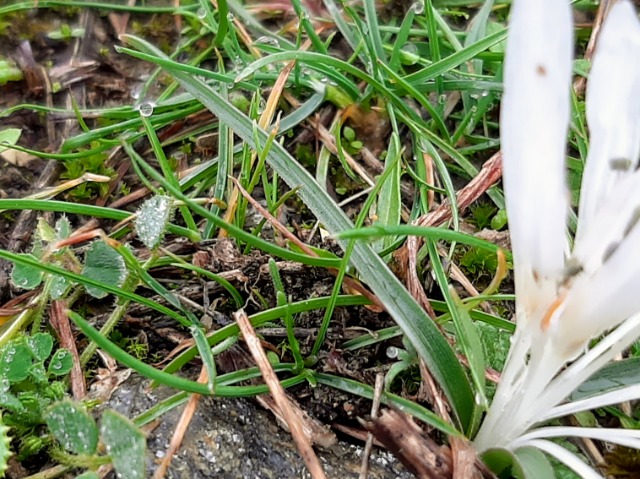 Colchicum atticum