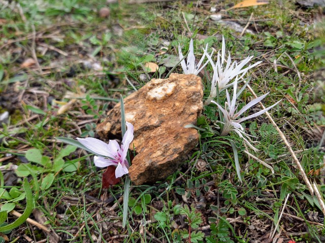 Colchicum atticum