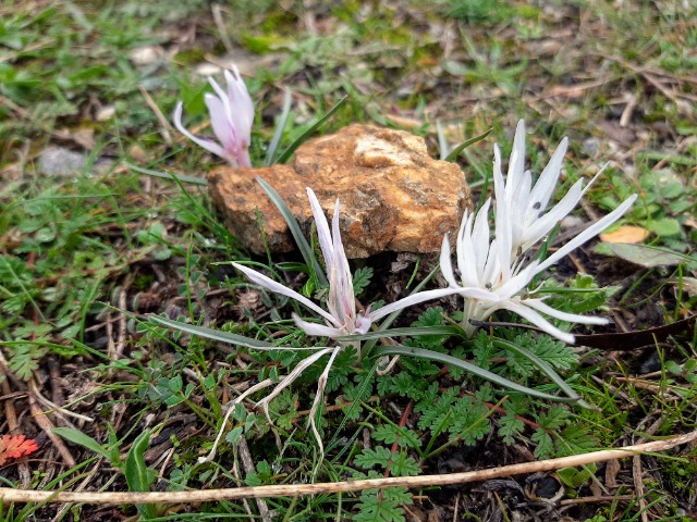 Colchicum atticum