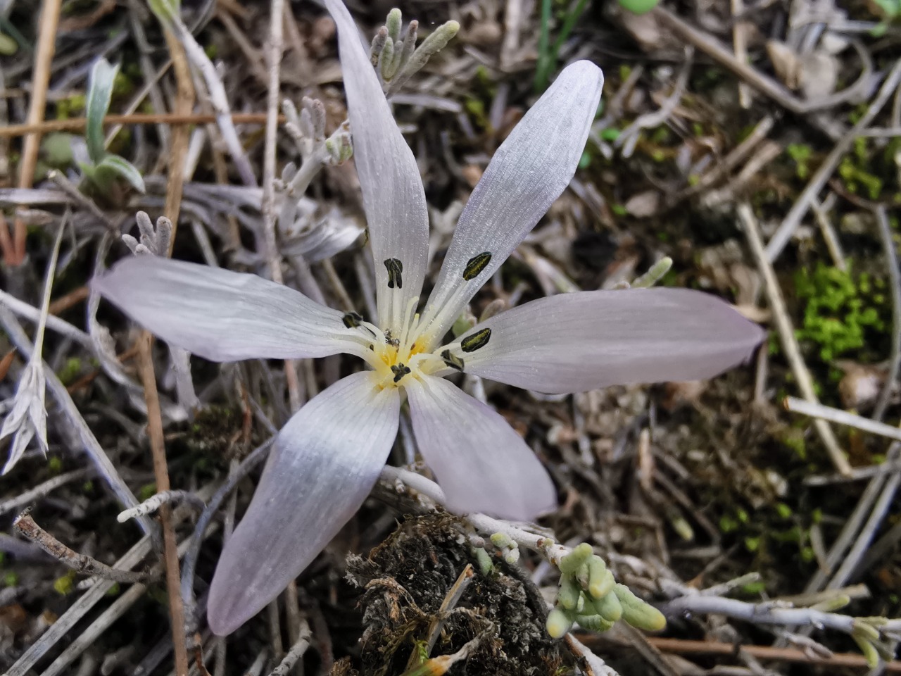 Colchicum atticum