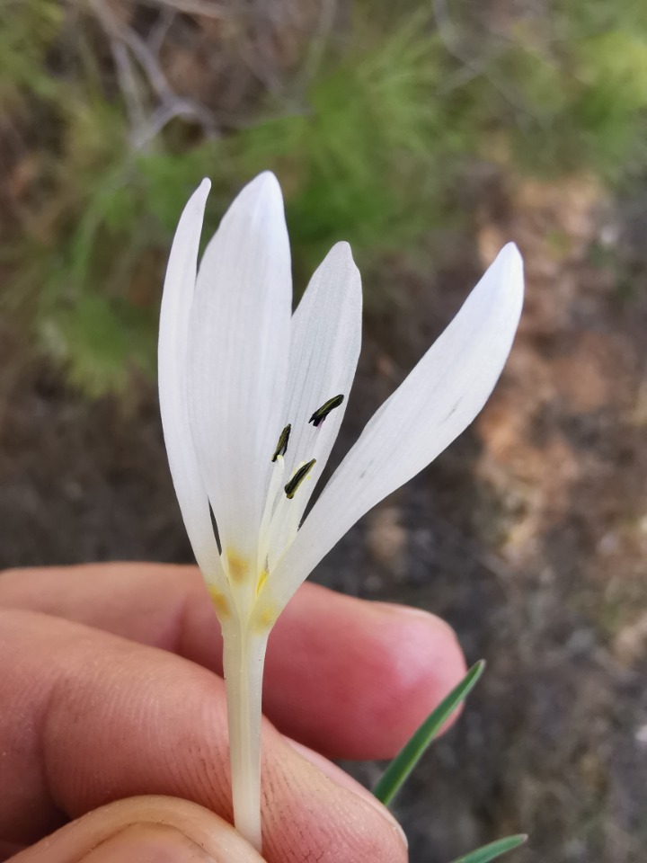 Colchicum atticum