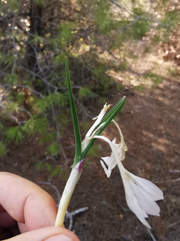 Colchicum atticum