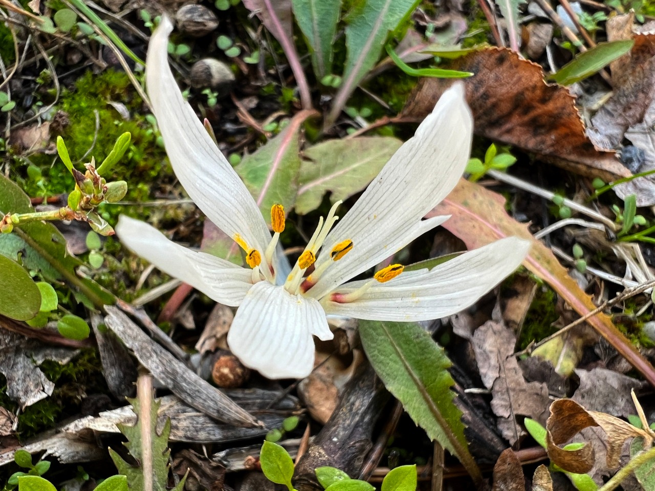 Colchicum atticum