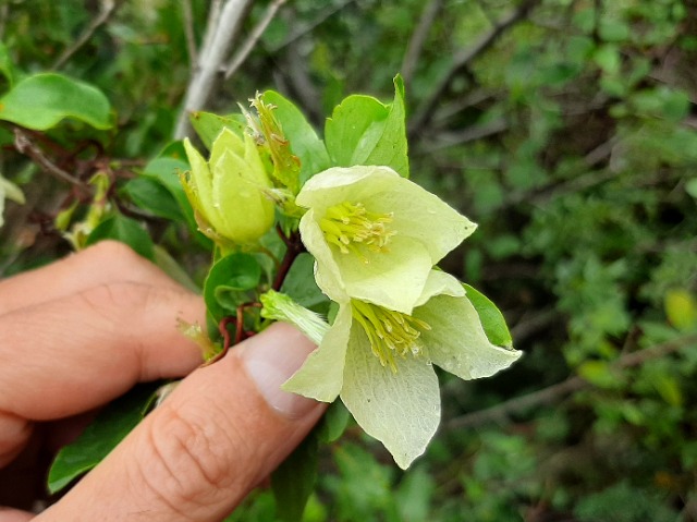 Clematis cirrhosa