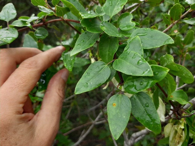 Clematis cirrhosa