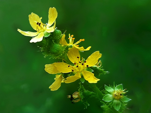 Agrimonia repens