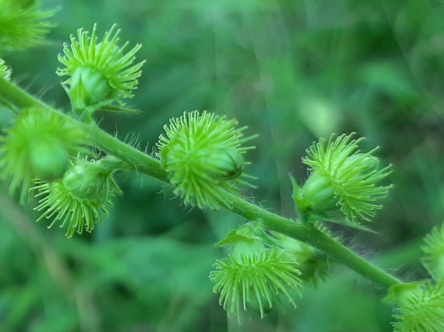 Agrimonia repens