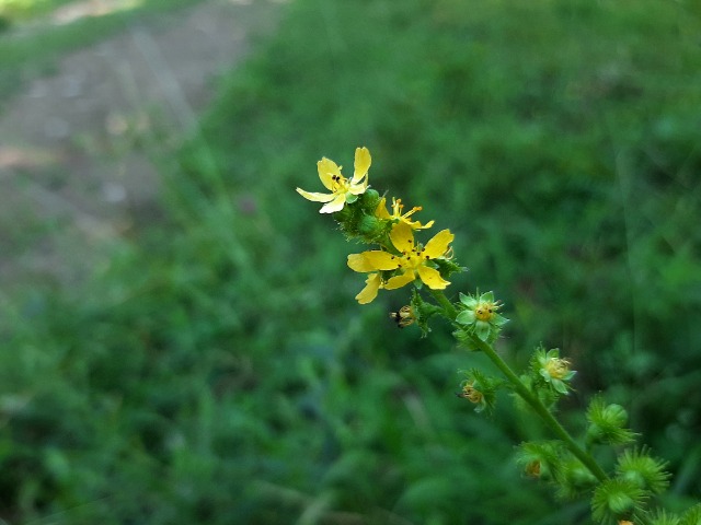 Agrimonia repens