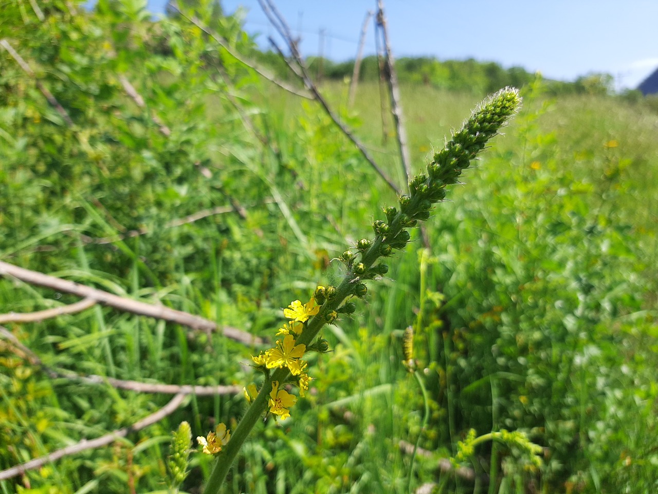 Agrimonia repens