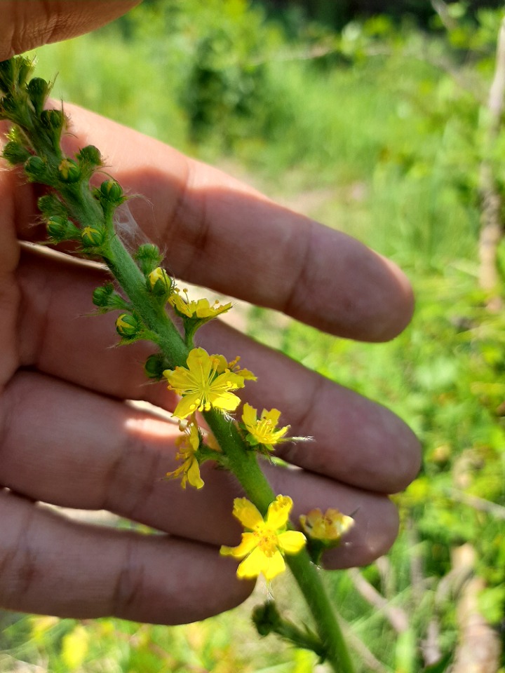 Agrimonia repens