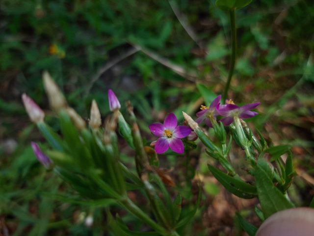 Centaurium tenuiflorum