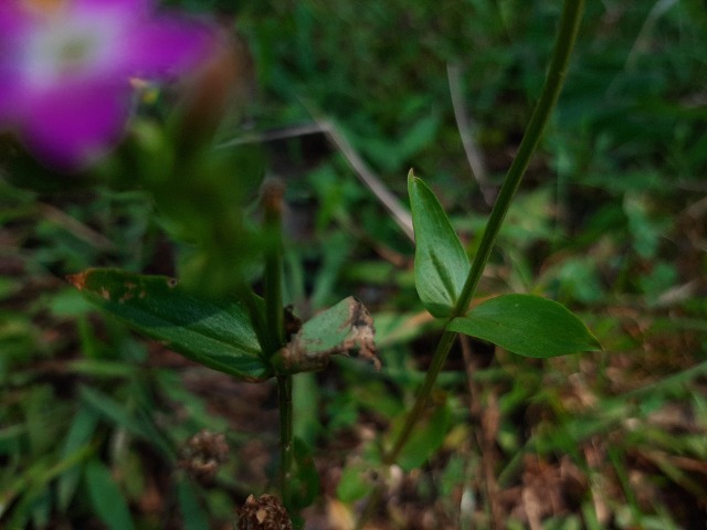 Centaurium tenuiflorum