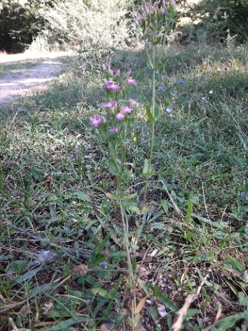 Centaurium tenuiflorum