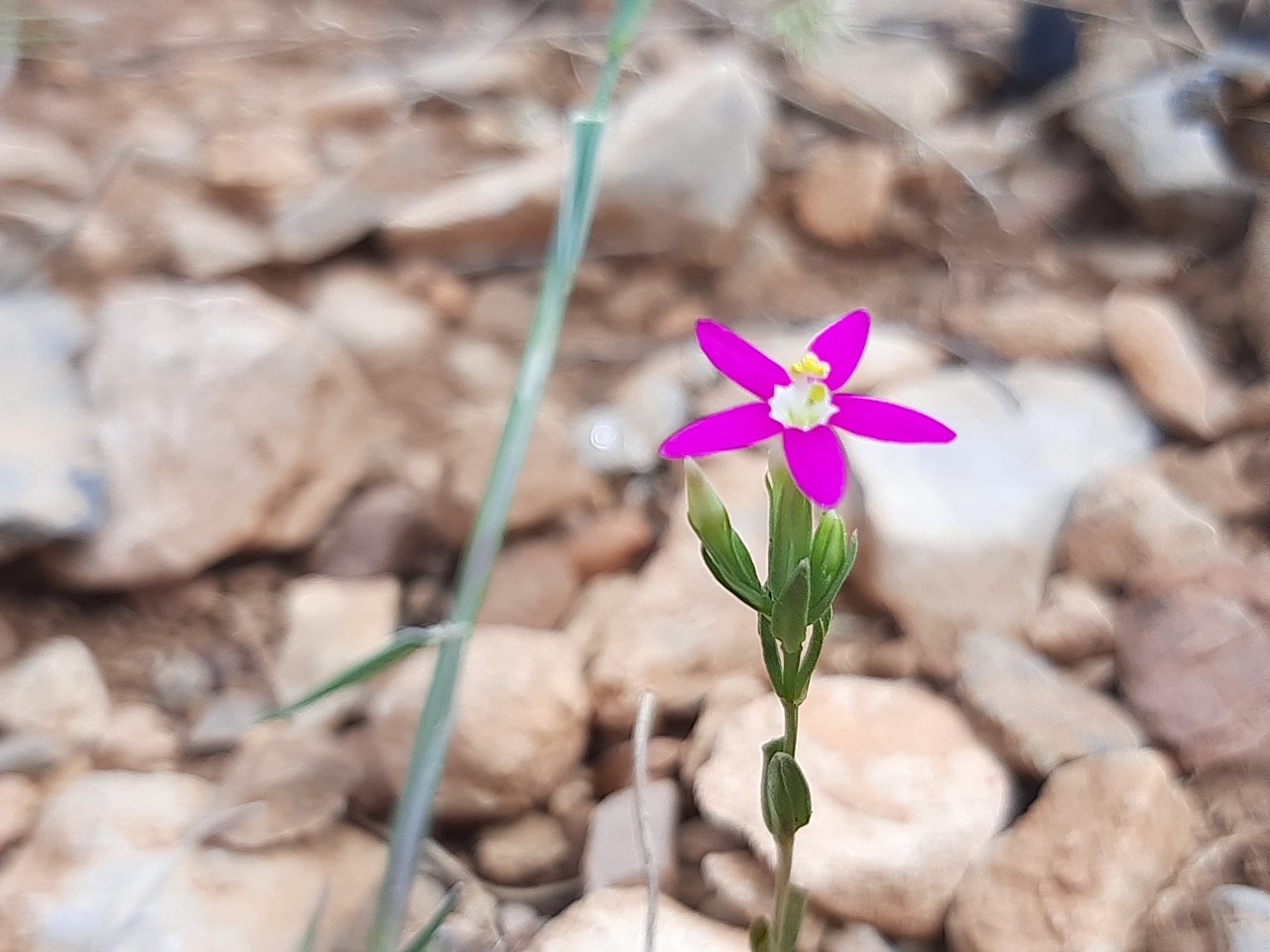 Centaurium tenuiflorum