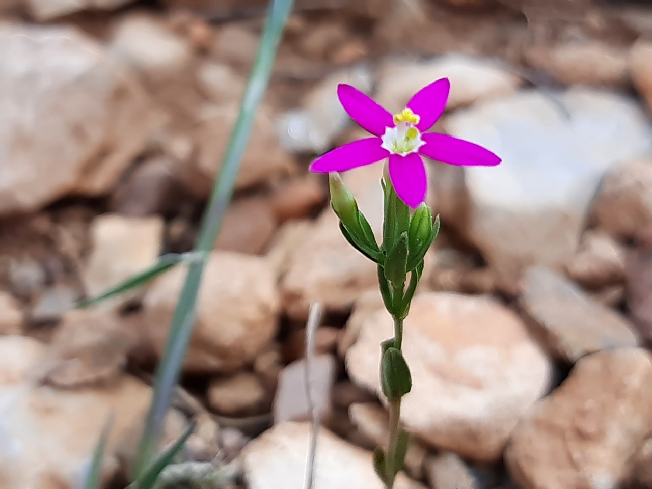 Centaurium tenuiflorum