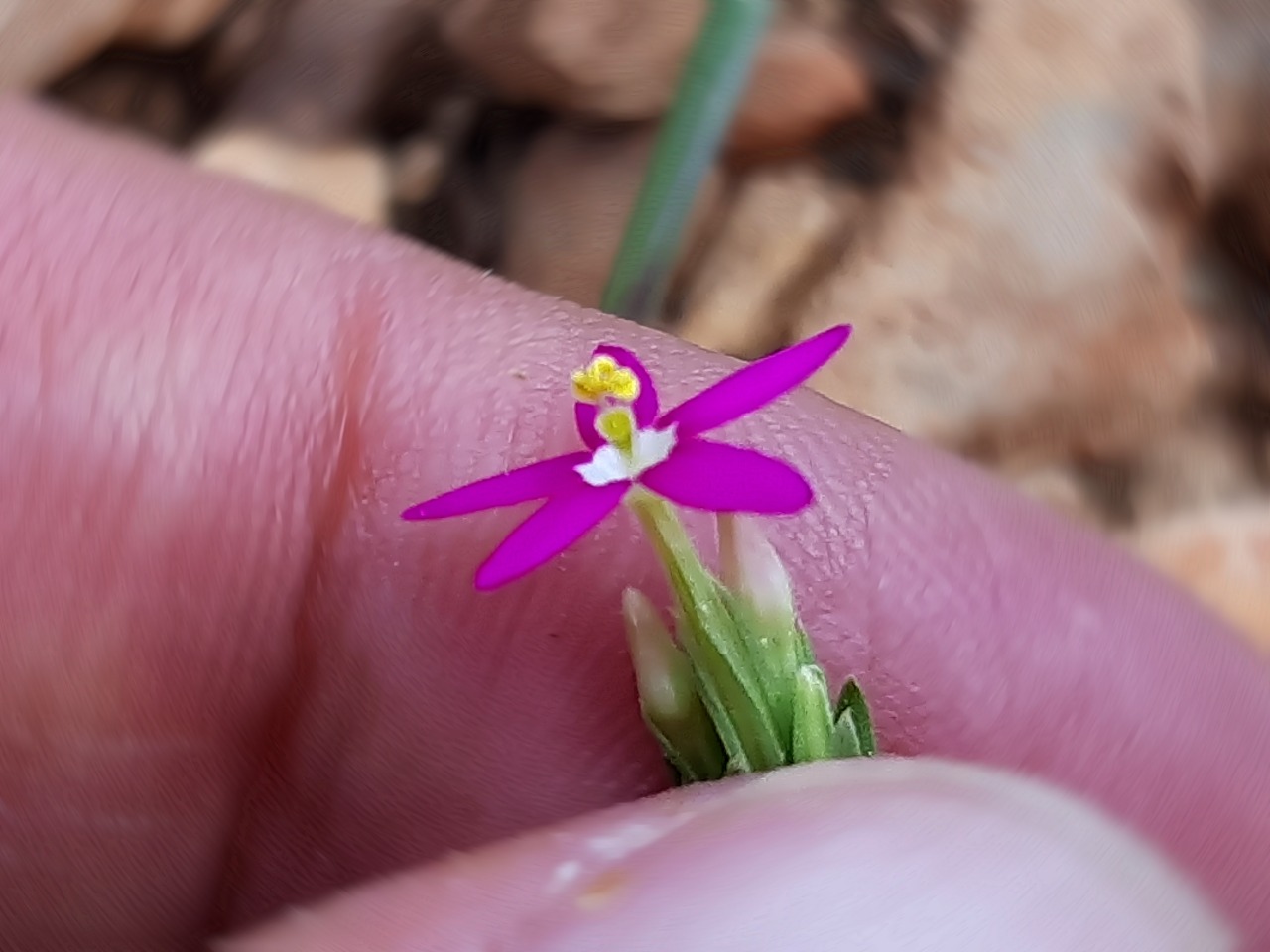 Centaurium tenuiflorum