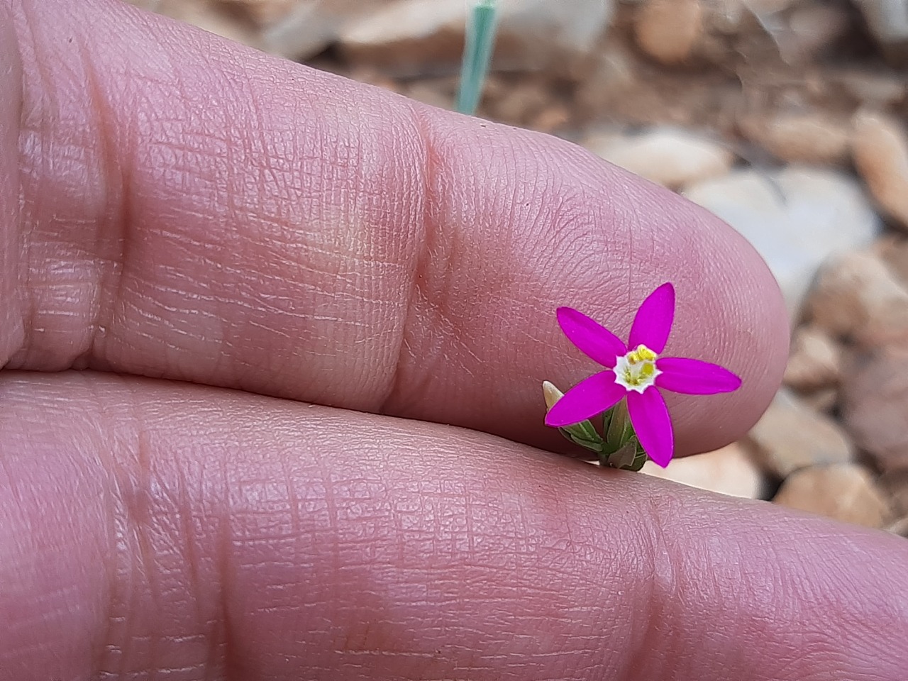 Centaurium tenuiflorum
