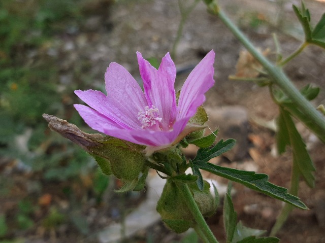 Malva alcea