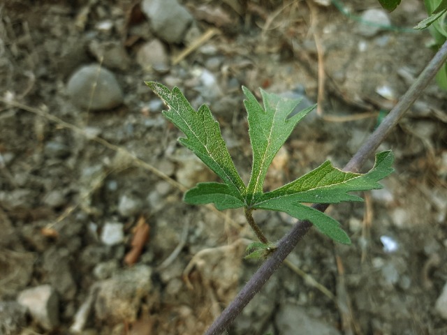 Malva alcea