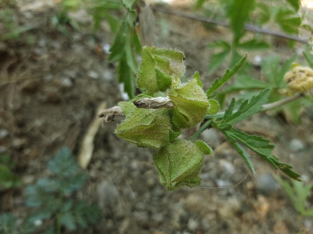 Malva alcea