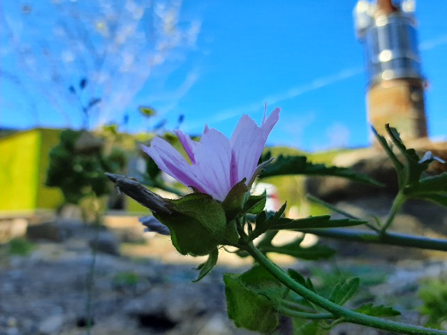 Malva alcea