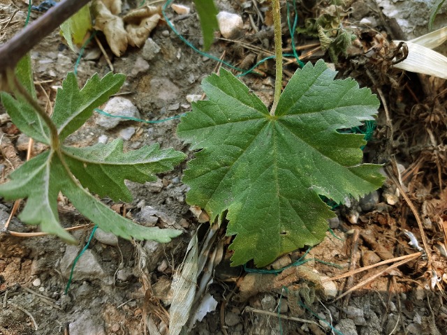 Malva alcea