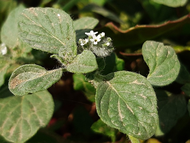 Heliotropium europaeum