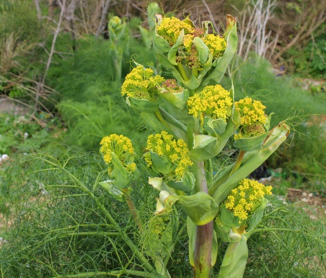 Ferula communis
