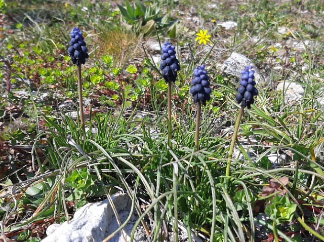 Muscari anatolicum