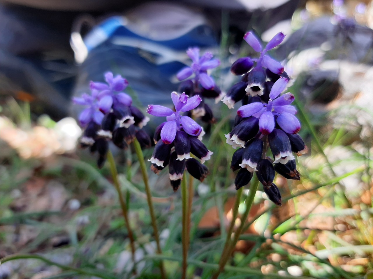 Muscari anatolicum