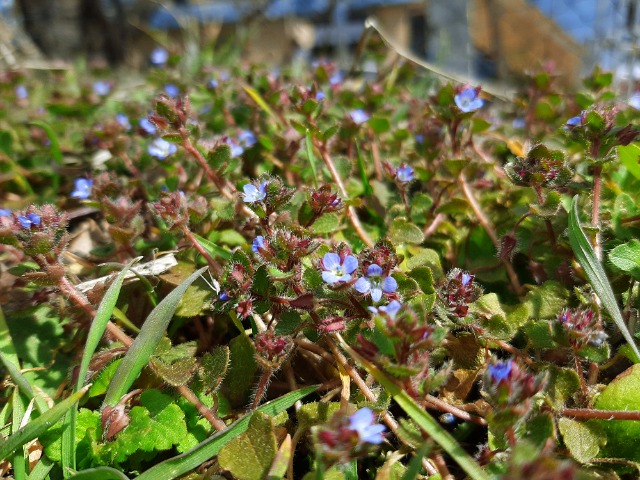 Veronica hederifolia