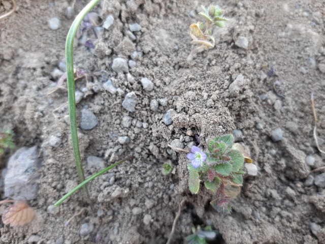 Veronica hederifolia