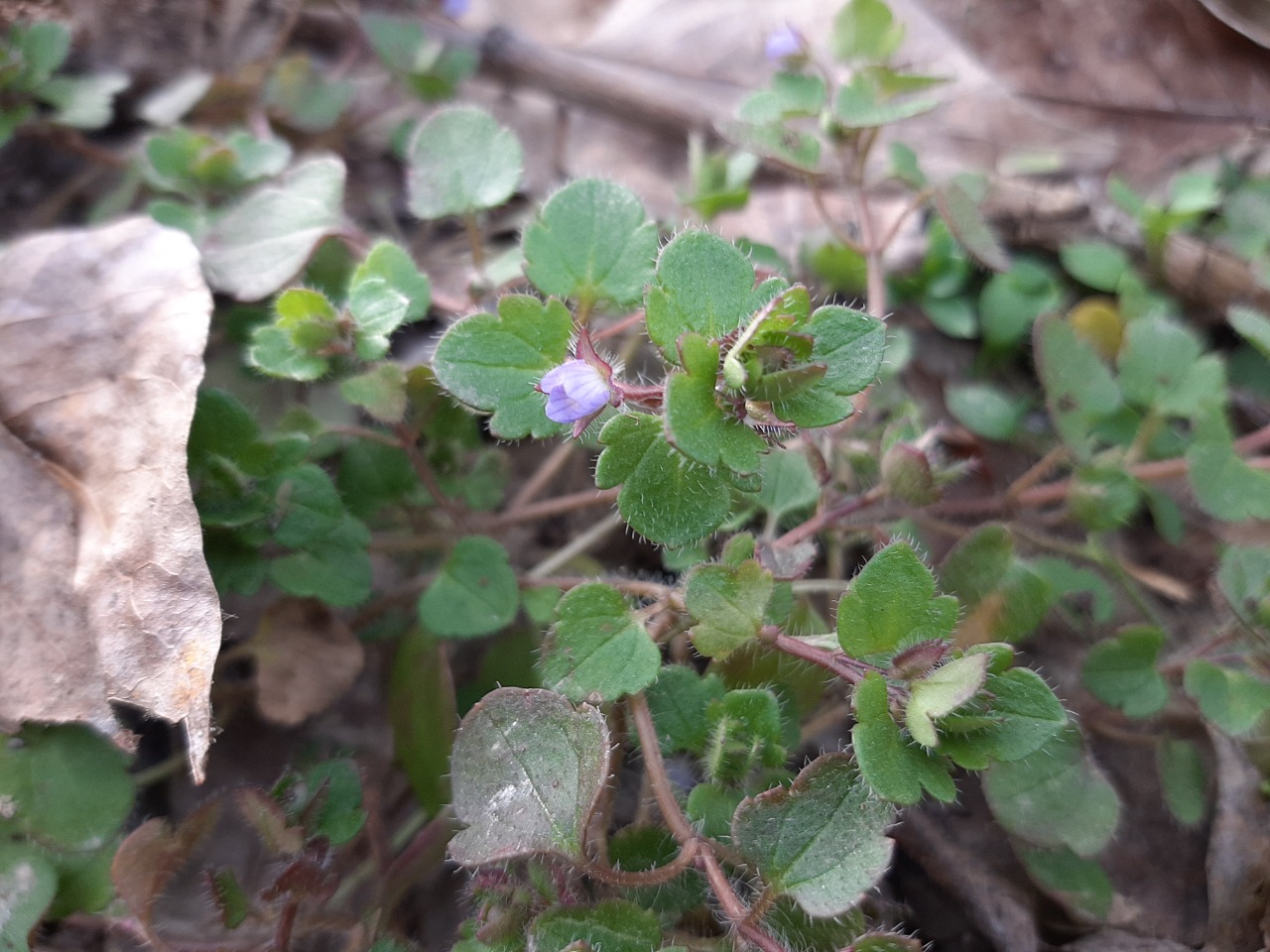 Veronica hederifolia