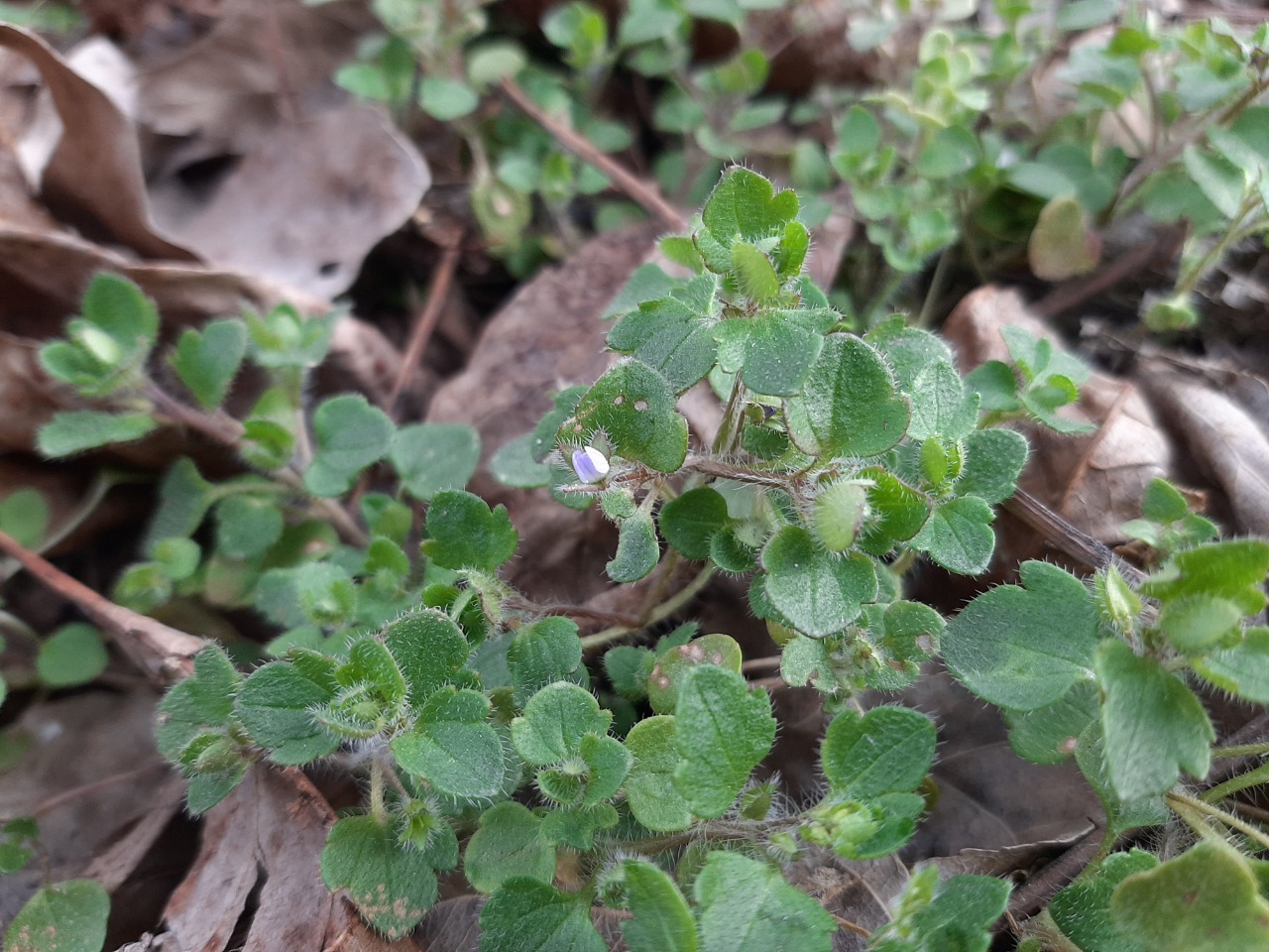 Veronica hederifolia