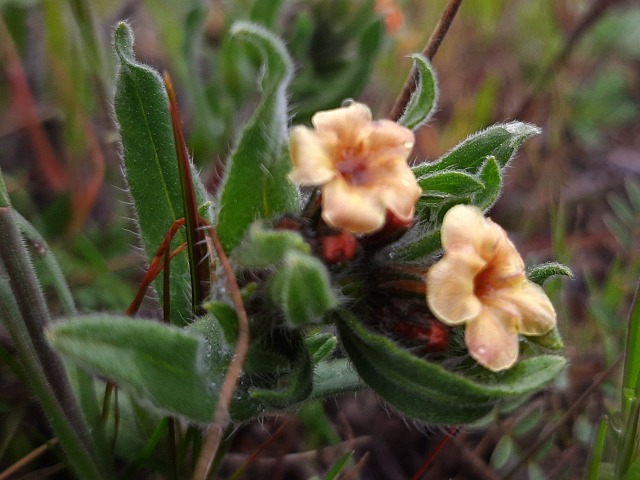 Alkanna hirsutissima