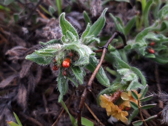 Alkanna hirsutissima