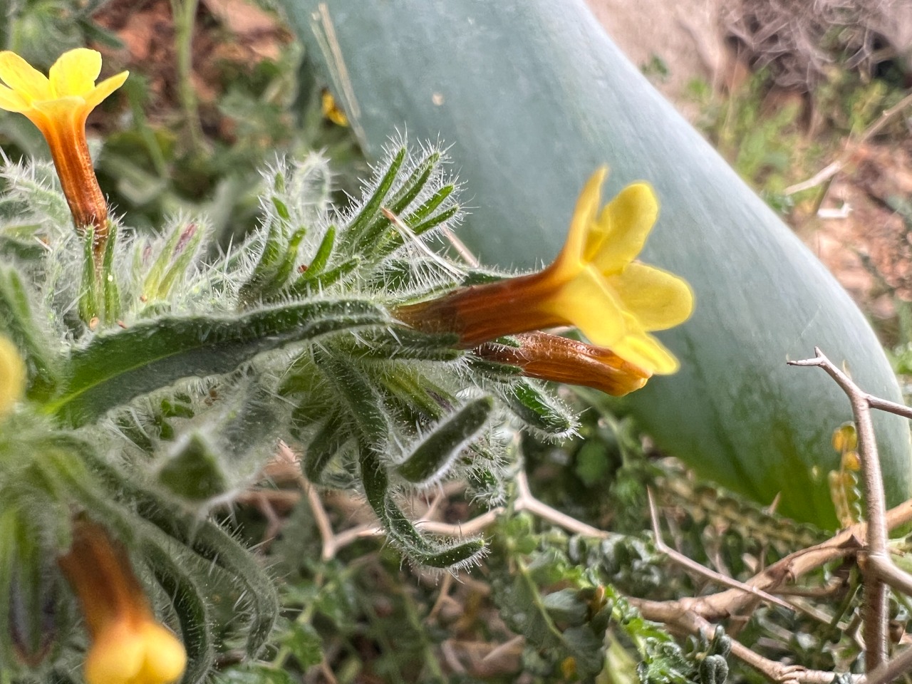 Alkanna hirsutissima