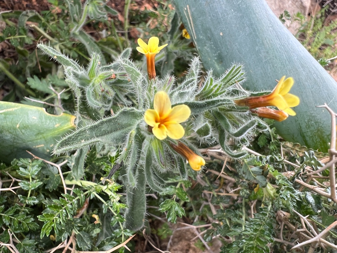 Alkanna hirsutissima