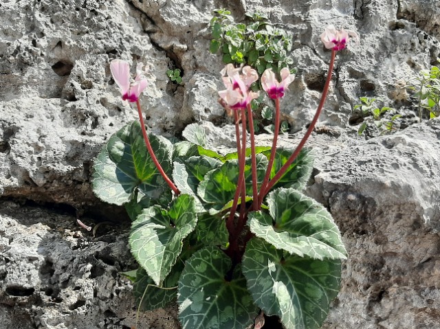 Cyclamen persicum