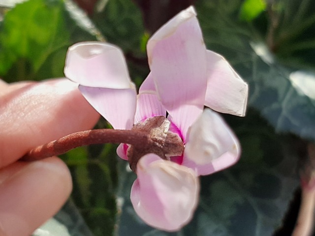 Cyclamen persicum