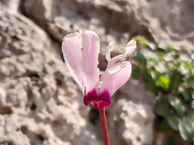 Cyclamen persicum