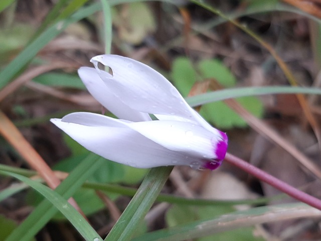 Cyclamen persicum