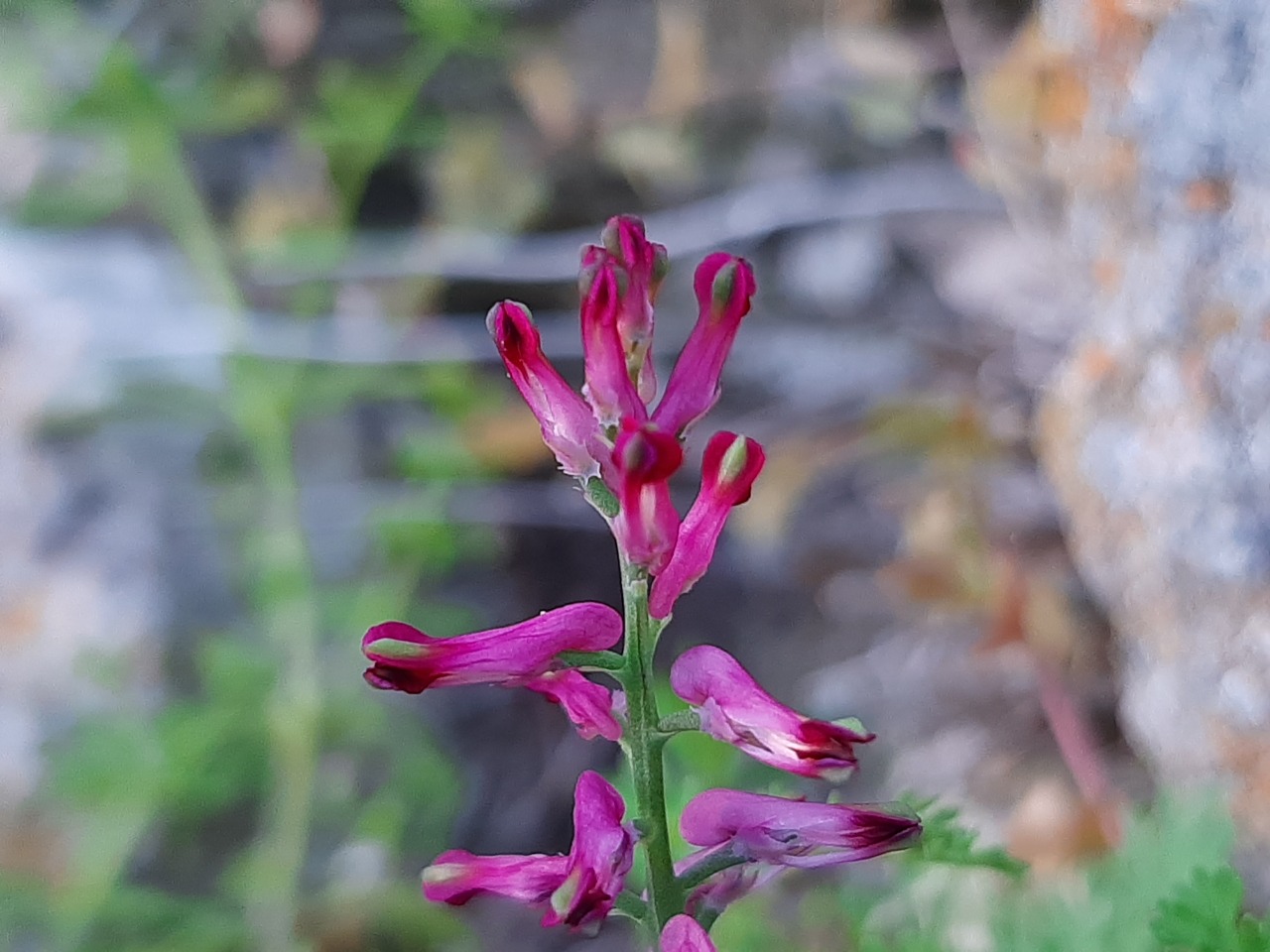 Fumaria officinalis