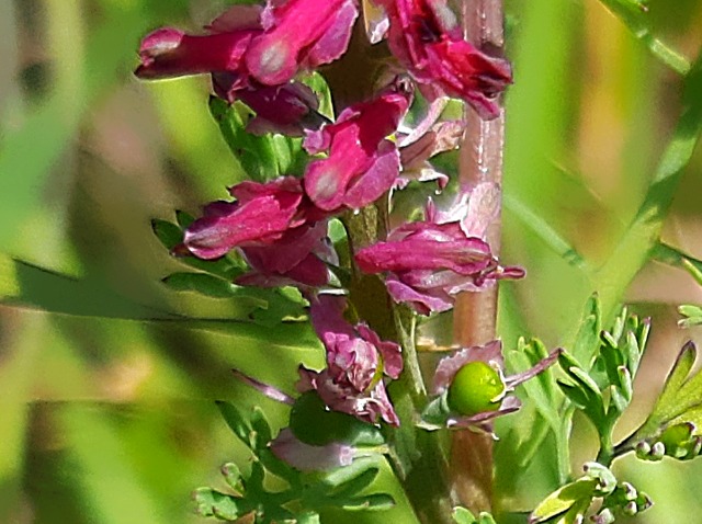 Fumaria officinalis